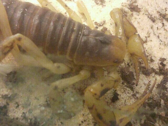 Jul. 2012-Desert Hairy Scorpion