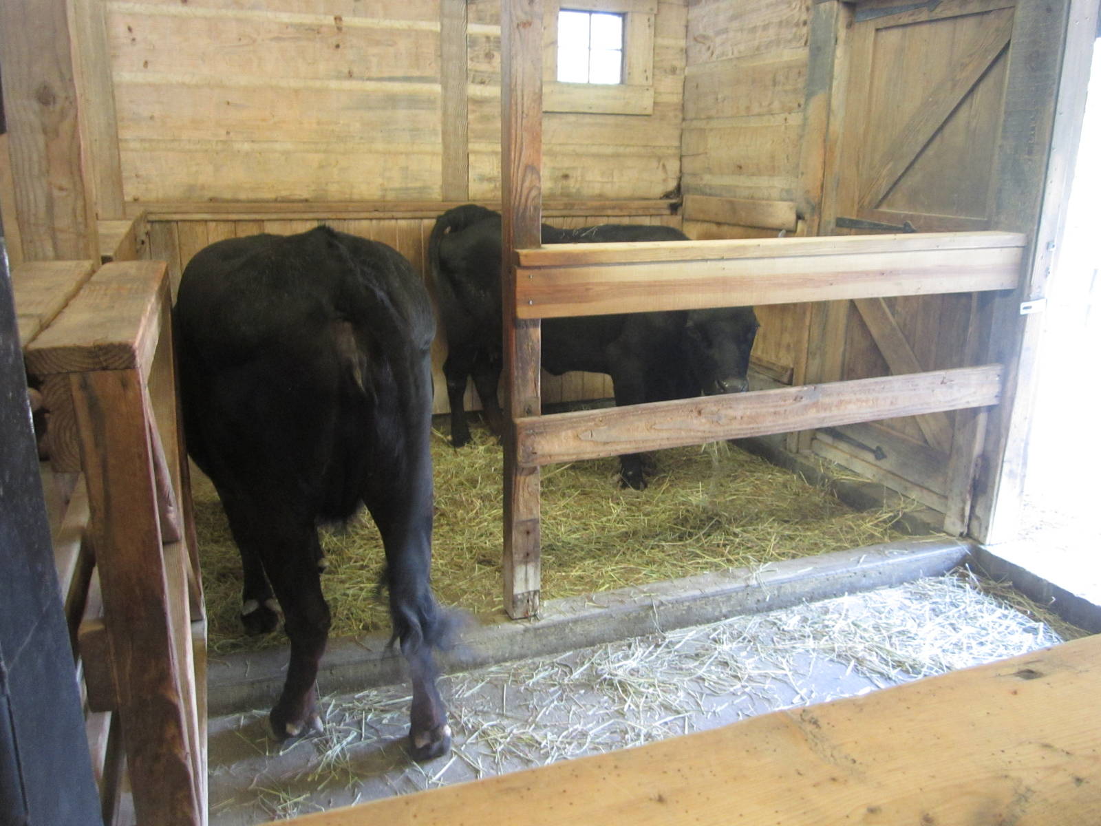 Jul. 2012-Dexter Cattle indoor stall