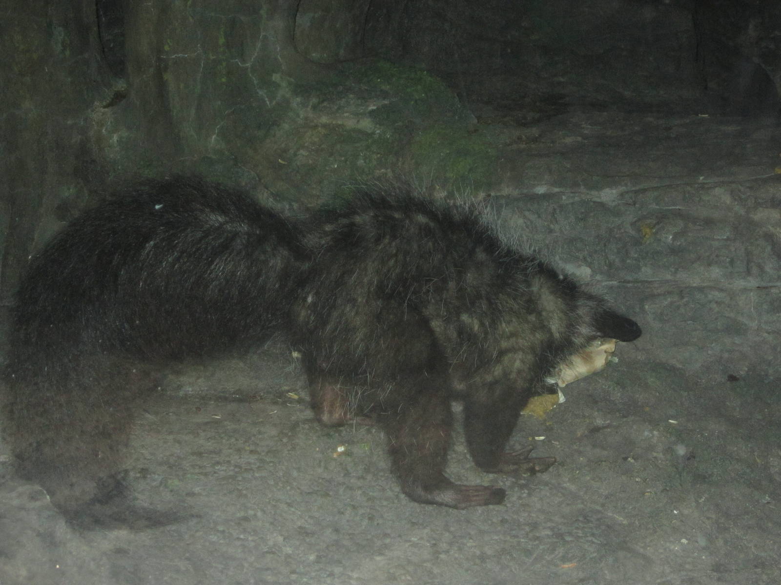 Jul. 2012-Digging Aye-Aye