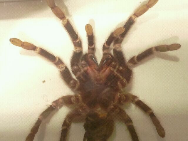 Jul. 2012-Displayed Brazilian Salmon-pink Tarantula