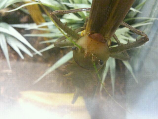 Jul. 2012-Dragon-headed Katydid