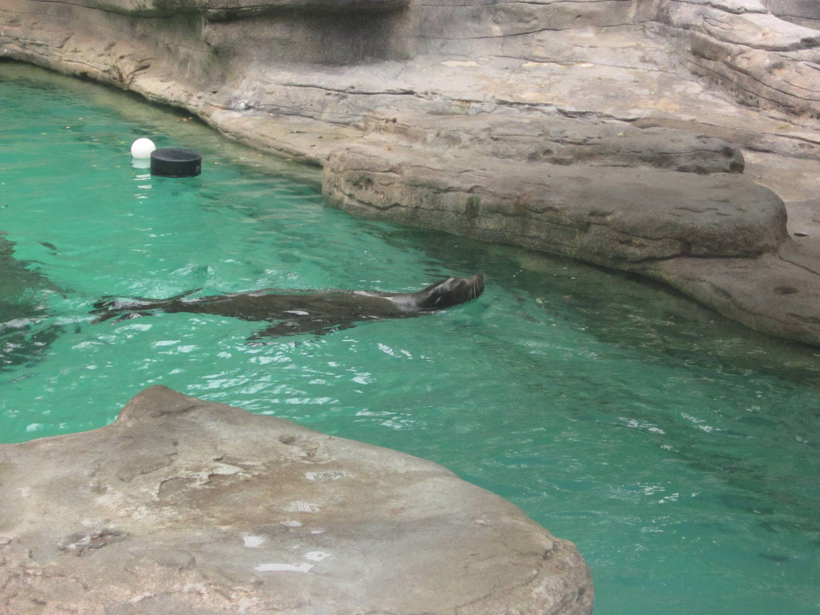 Jul. 2012-Duke, a California Sea Lion