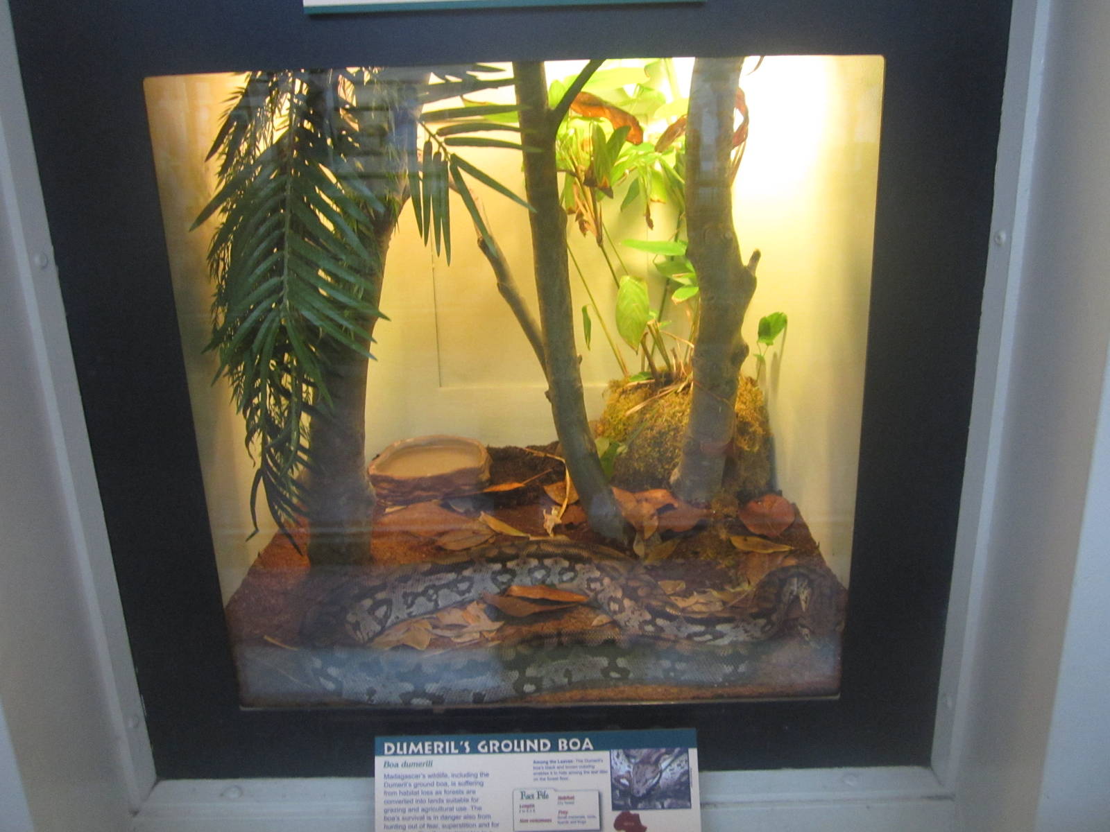 Jul. 2012-Dumeril's Ground Boa exhibit