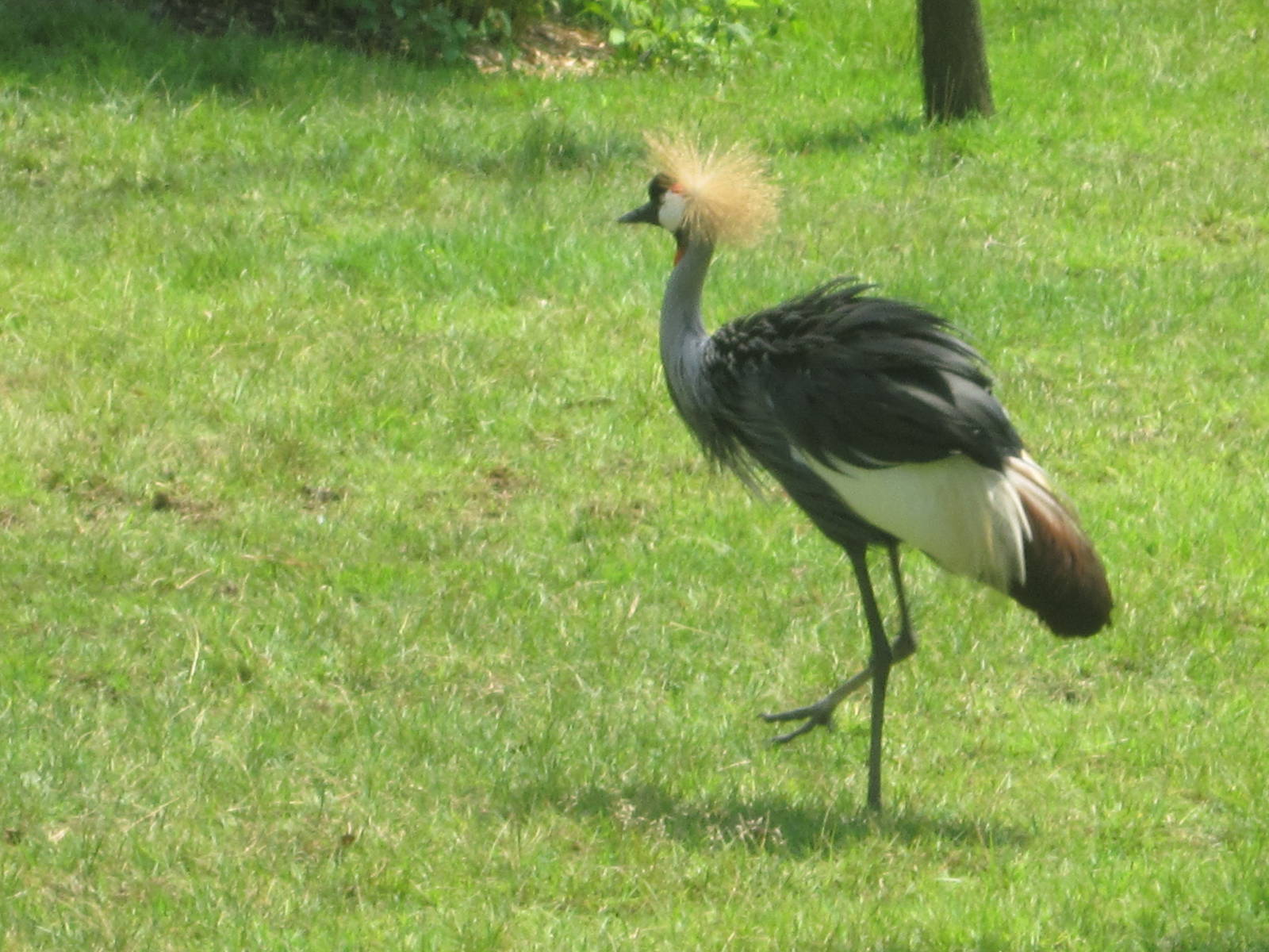 Jul. 2012-East African Crowned Crane