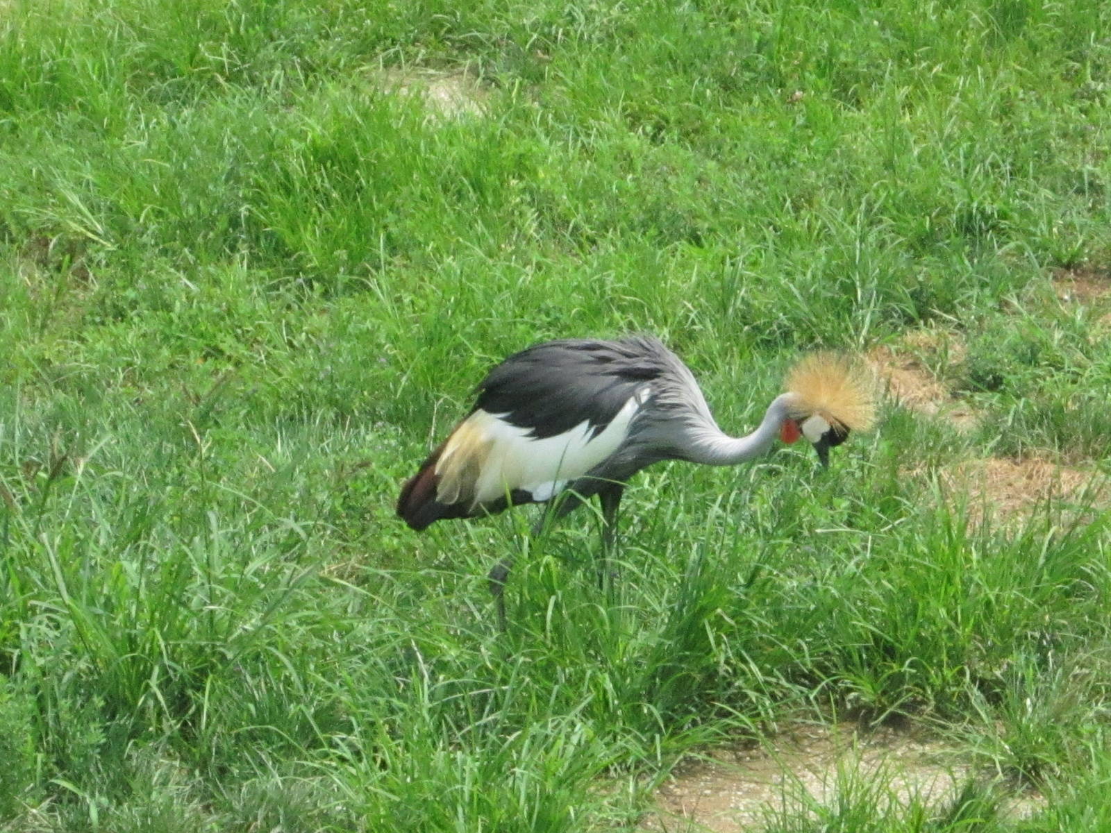 Jul. 2012-East African Crowned Crane