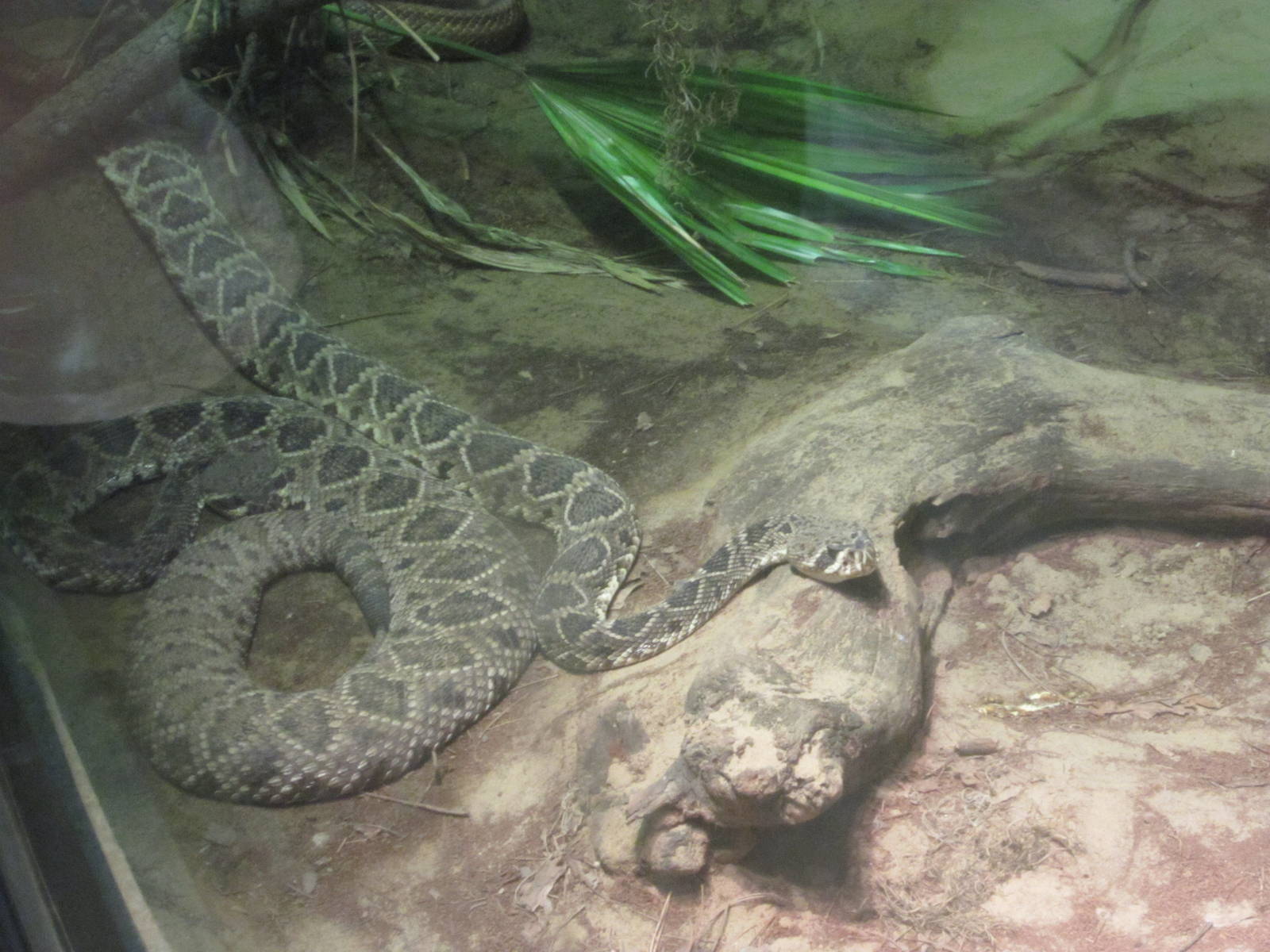 Jul. 2012-Eastern Diamondback Rattlesnake