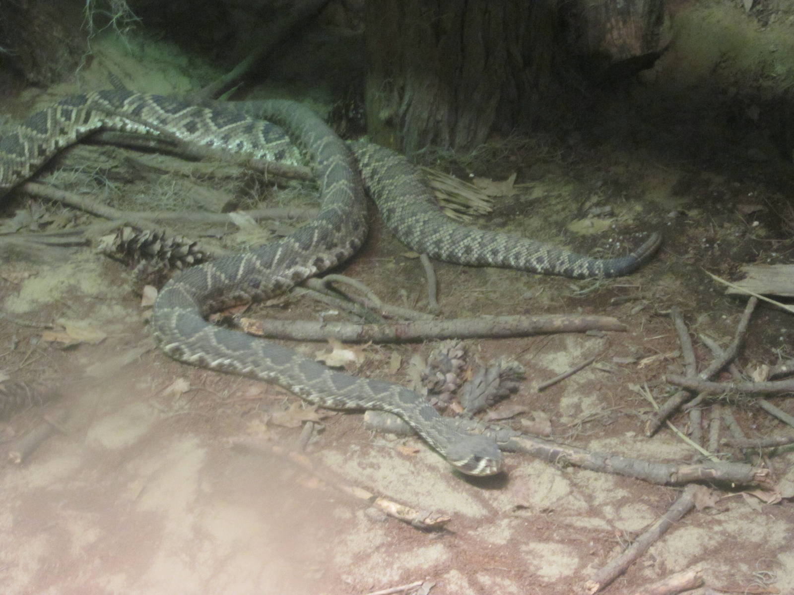 Jul. 2012-Eastern Diamondback Rattlesnakes