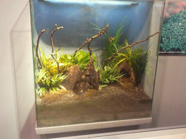 Jul. 2012-Eastern Lubber Grasshopper exhibit