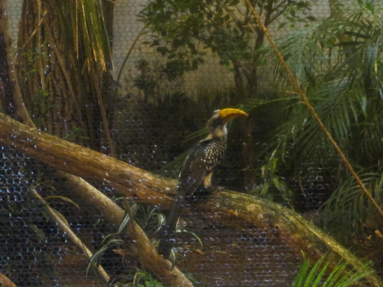 Jul. 2012-Eastern Yellow-billed Hornbill