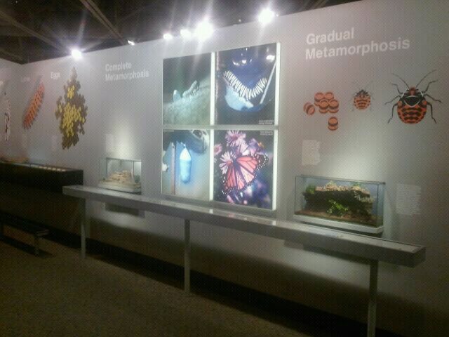 Jul. 2012-Egg to Adult section