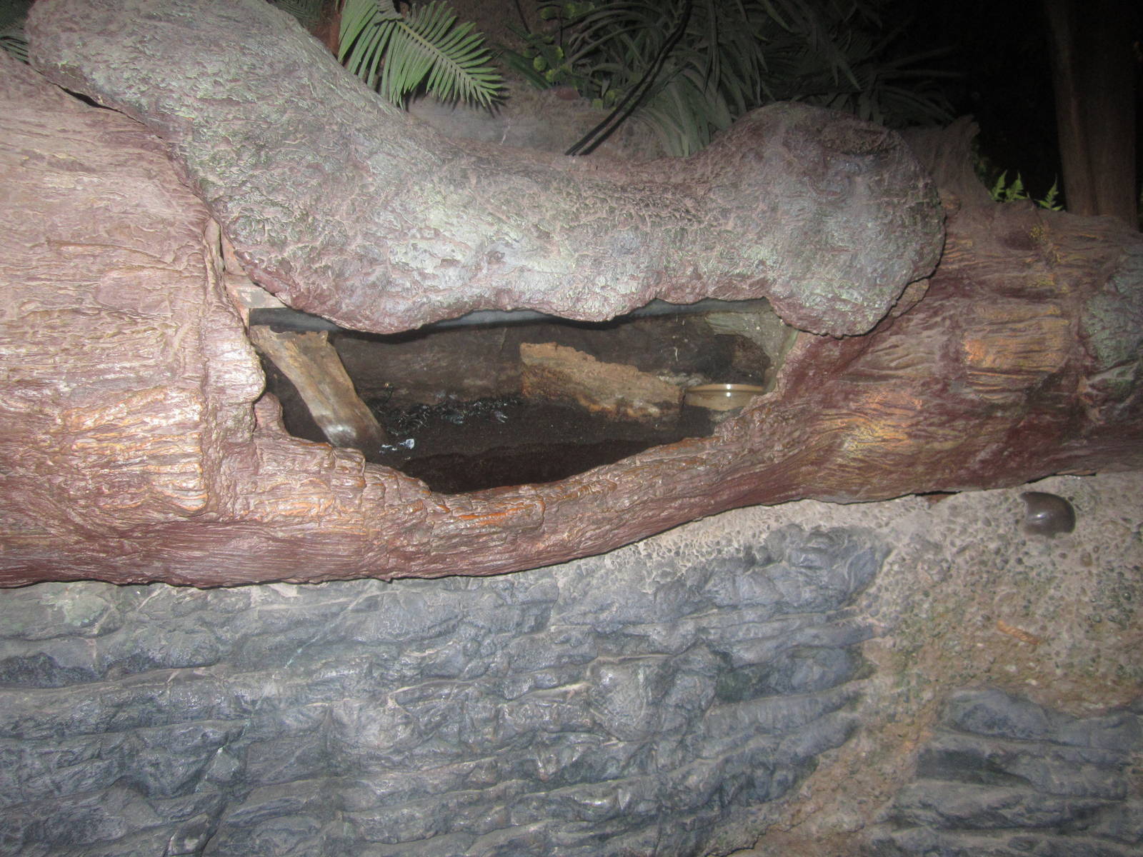 Jul. 2012-Emperor Scorpion exhibit