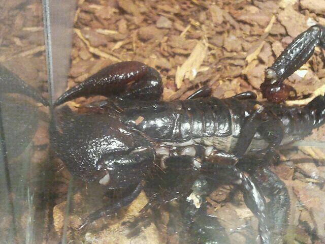 Jul. 2012-Emperor Scorpion