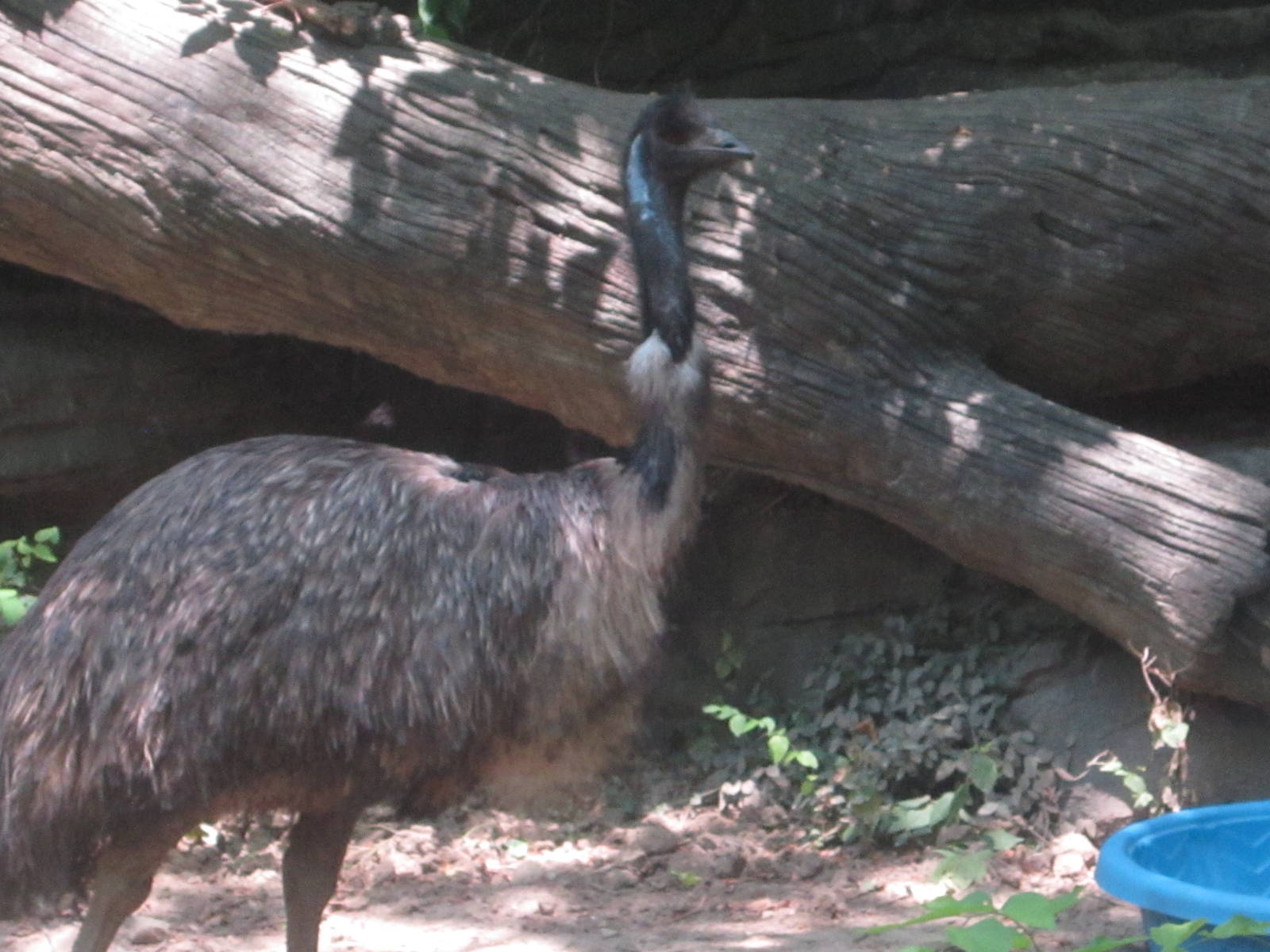 Jul. 2012-Emu