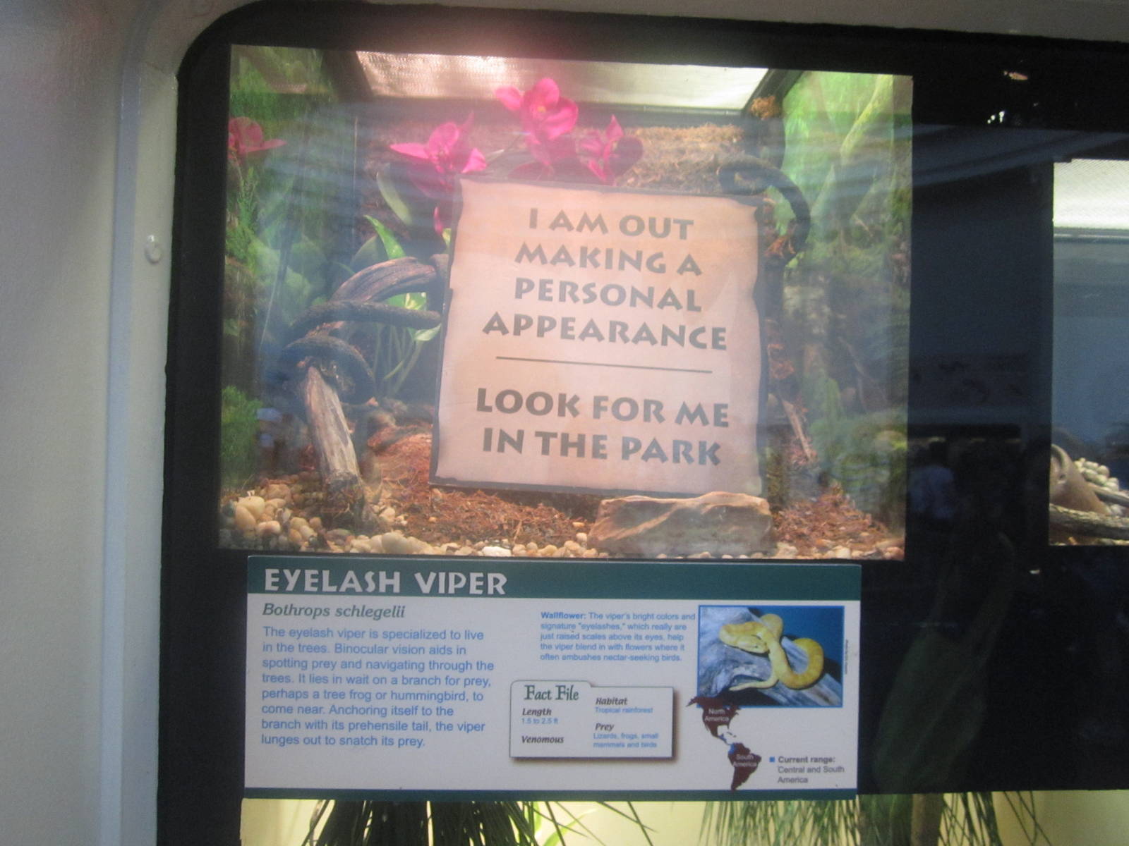 Jul. 2012-Eyelash Viper exhibit