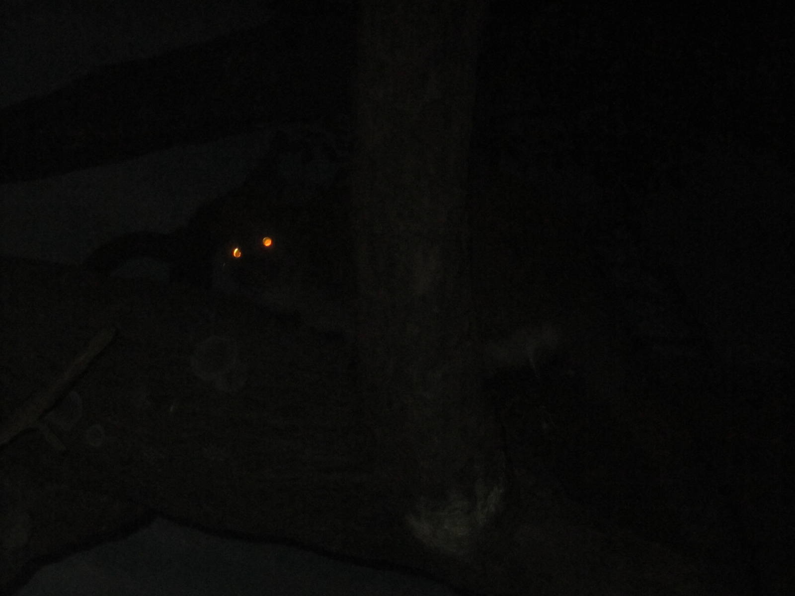 Jul. 2012-Eyes of an Aye-Aye