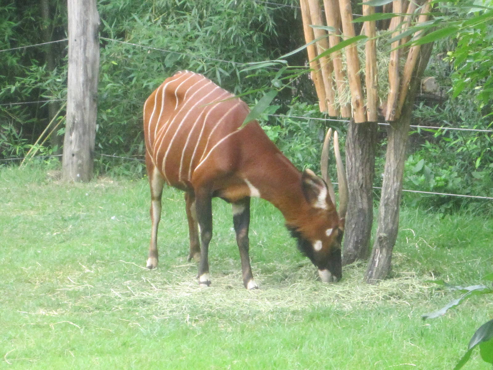 Jul. 2012-Female Eastern Bongo