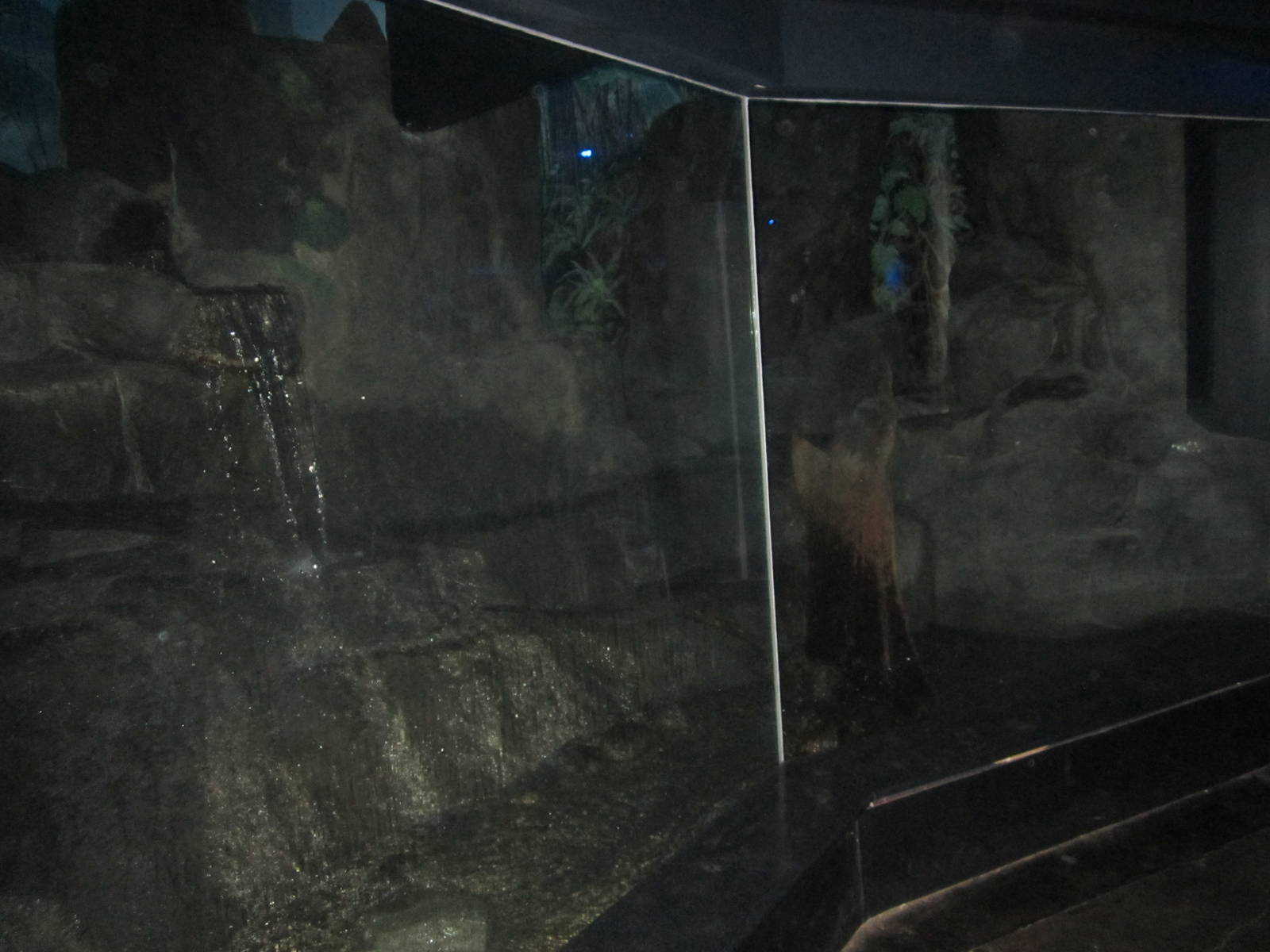 Jul. 2012-Fishing Cat exhibit