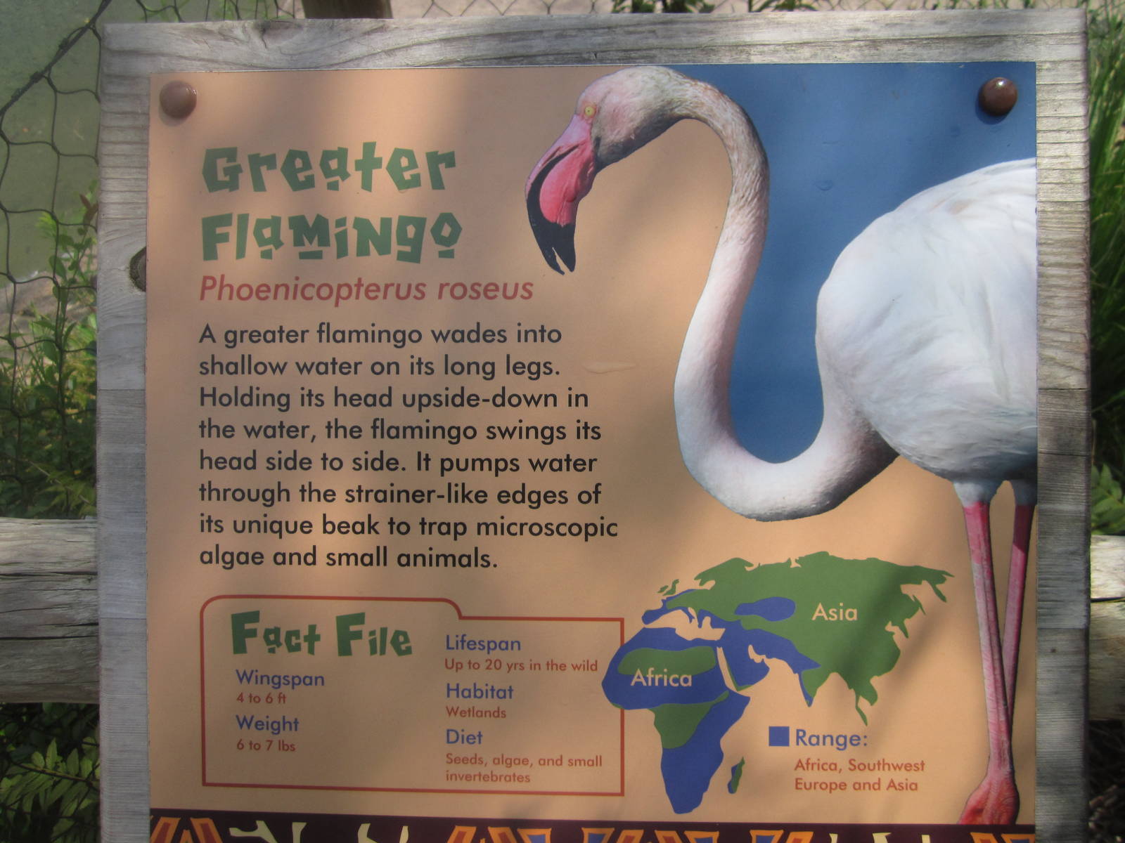 Jul. 2012-Flamingo Sign