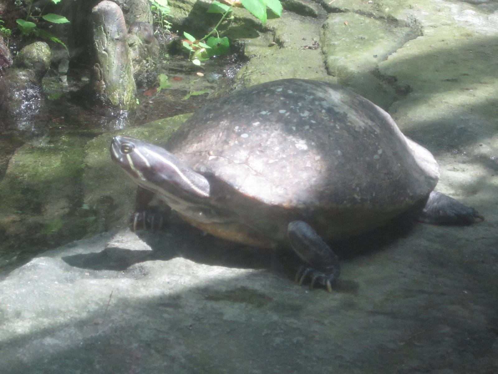 Jul. 2012-Florida Cooter