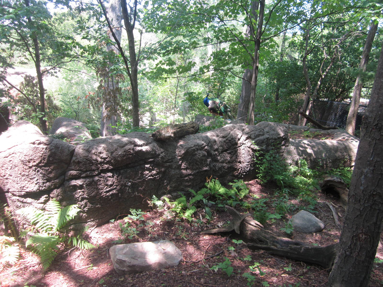 Jul. 2012-Former Eastern Box Turtle exhibit + Indian Blue Peafowl