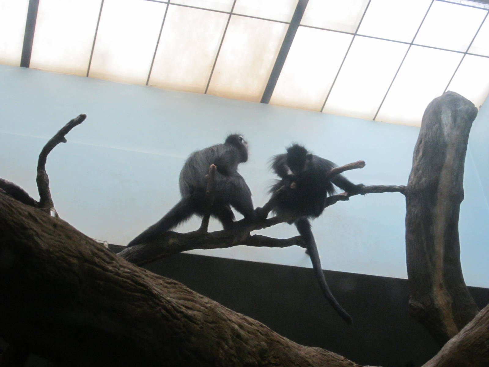 Jul. 2012-Francois' Langurs