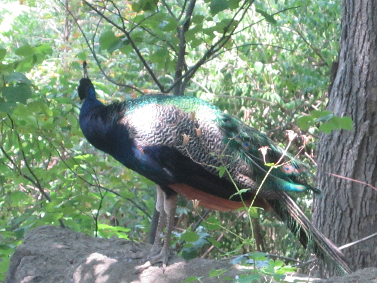 Jul. 2012-Free-roaming Indian Blue Peafowl