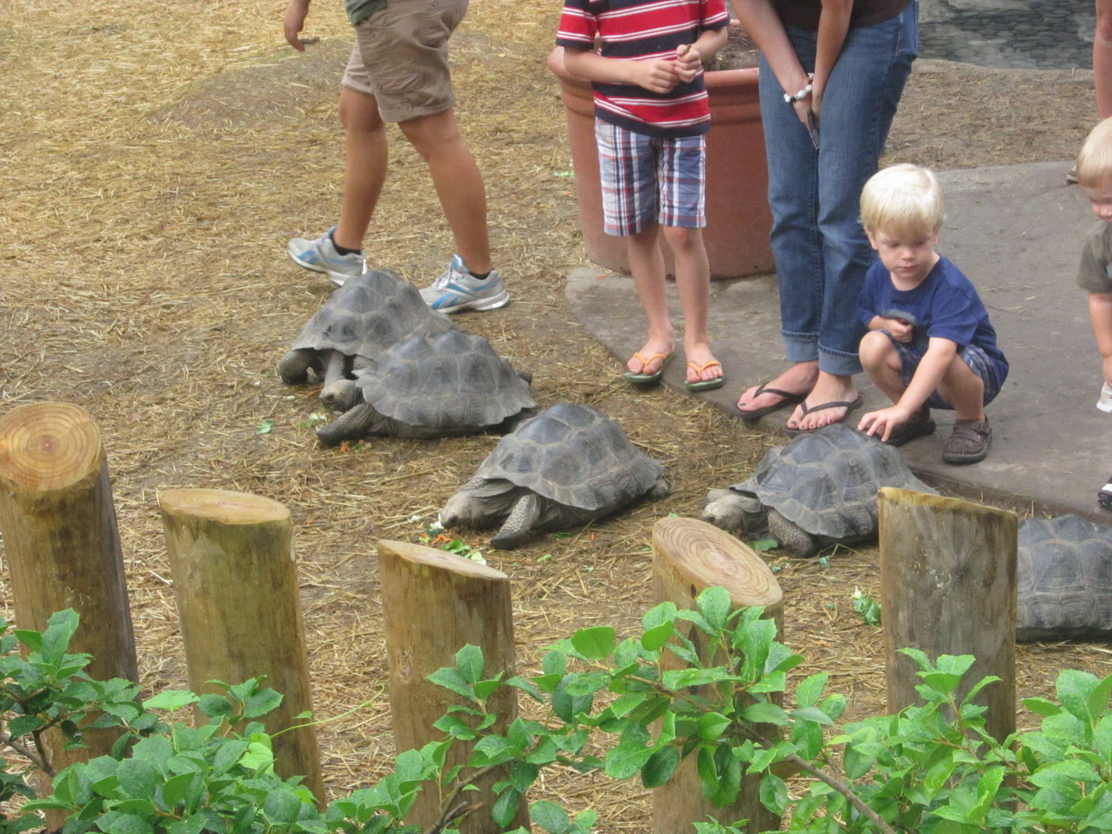 Jul. 2012-Galapagos Tortoises