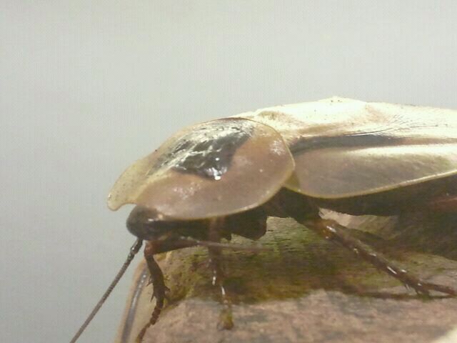 Jul. 2012-Giant Cockroach