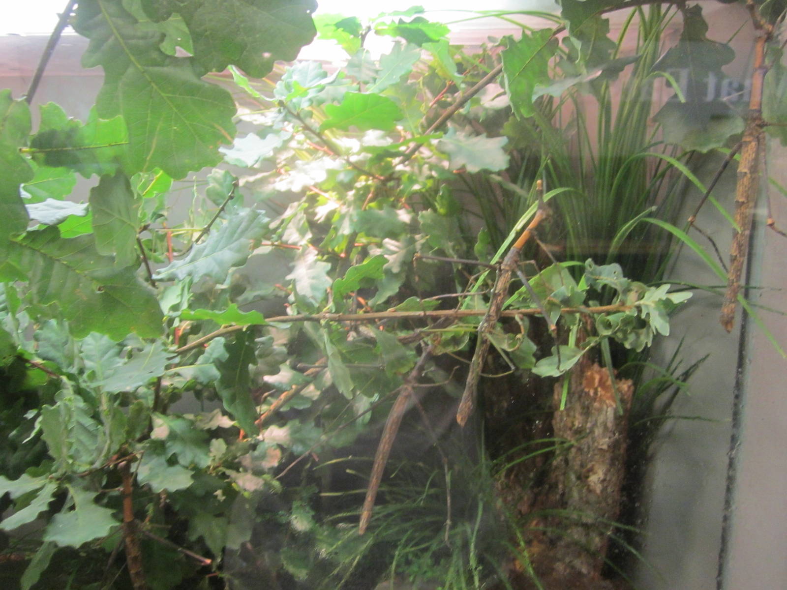 Jul. 2012-Giant Jumping Sticks (find all 4)