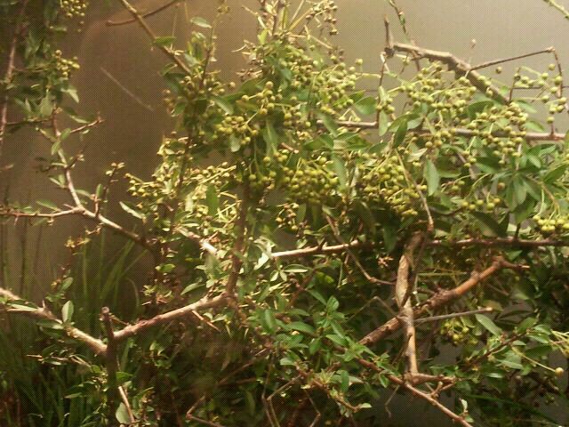 Jul. 2012-Giant Jumping Sticks (find all 6)