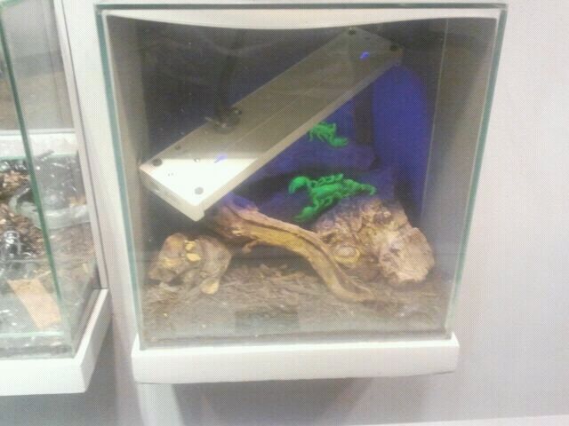 Jul. 2012-Glowing Emperor Scorpion exhibit