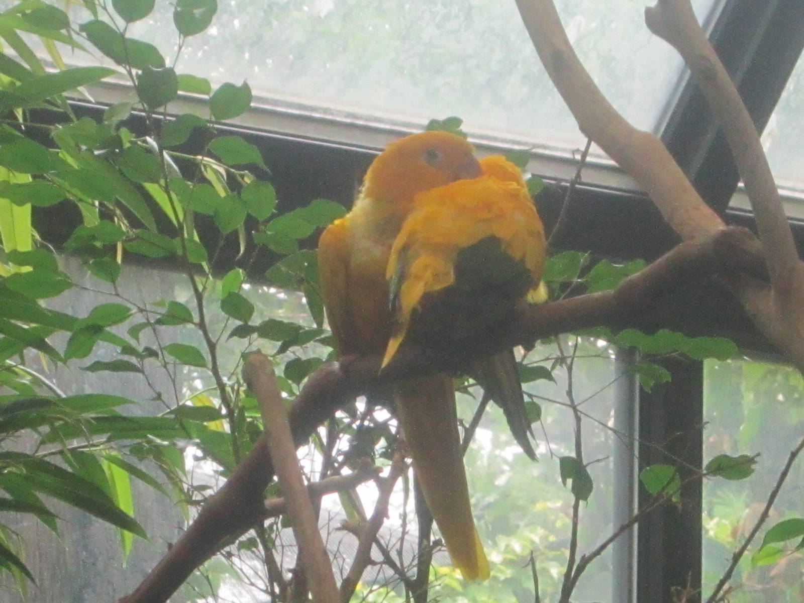 Jul. 2012-Golden Conures