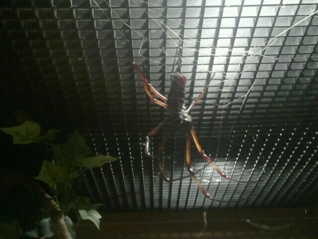 Jul. 2012-Golden Silk Spider