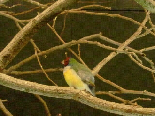 Jul. 2012-Gouldian Finch