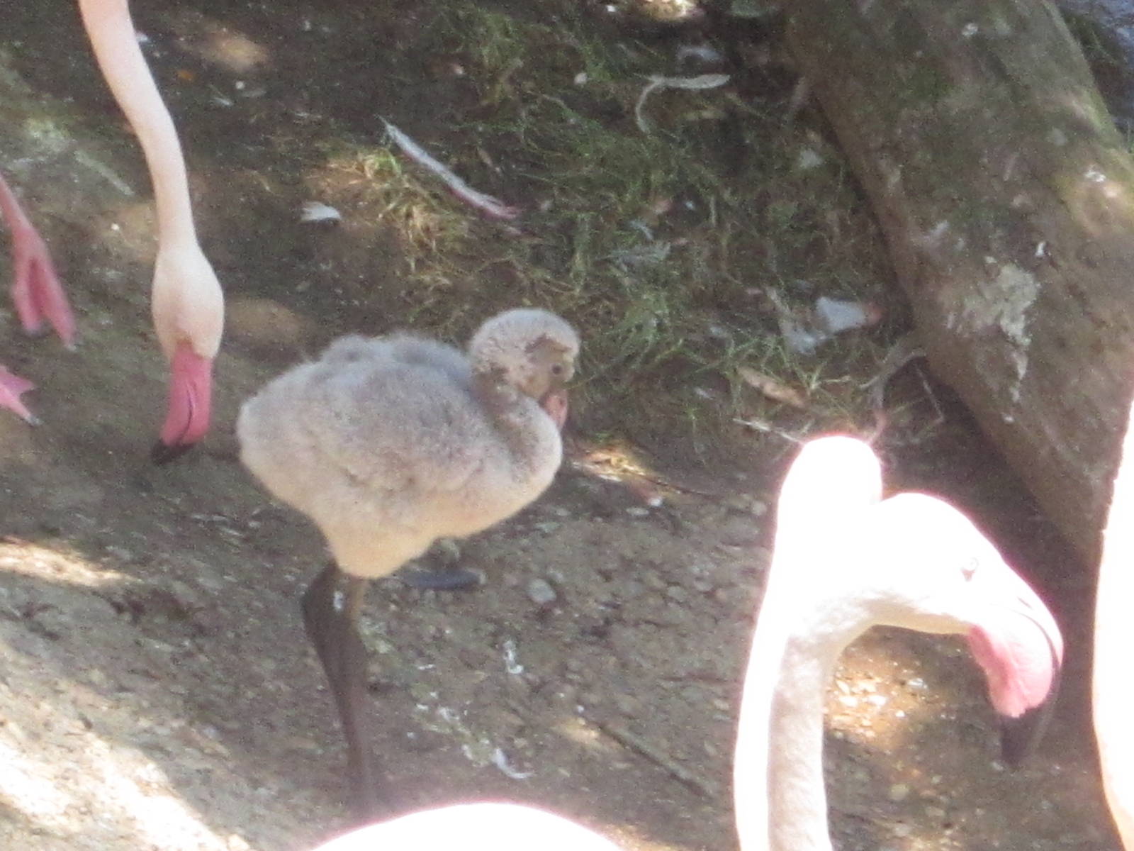 Jul. 2012-Greater Flamingo Chick