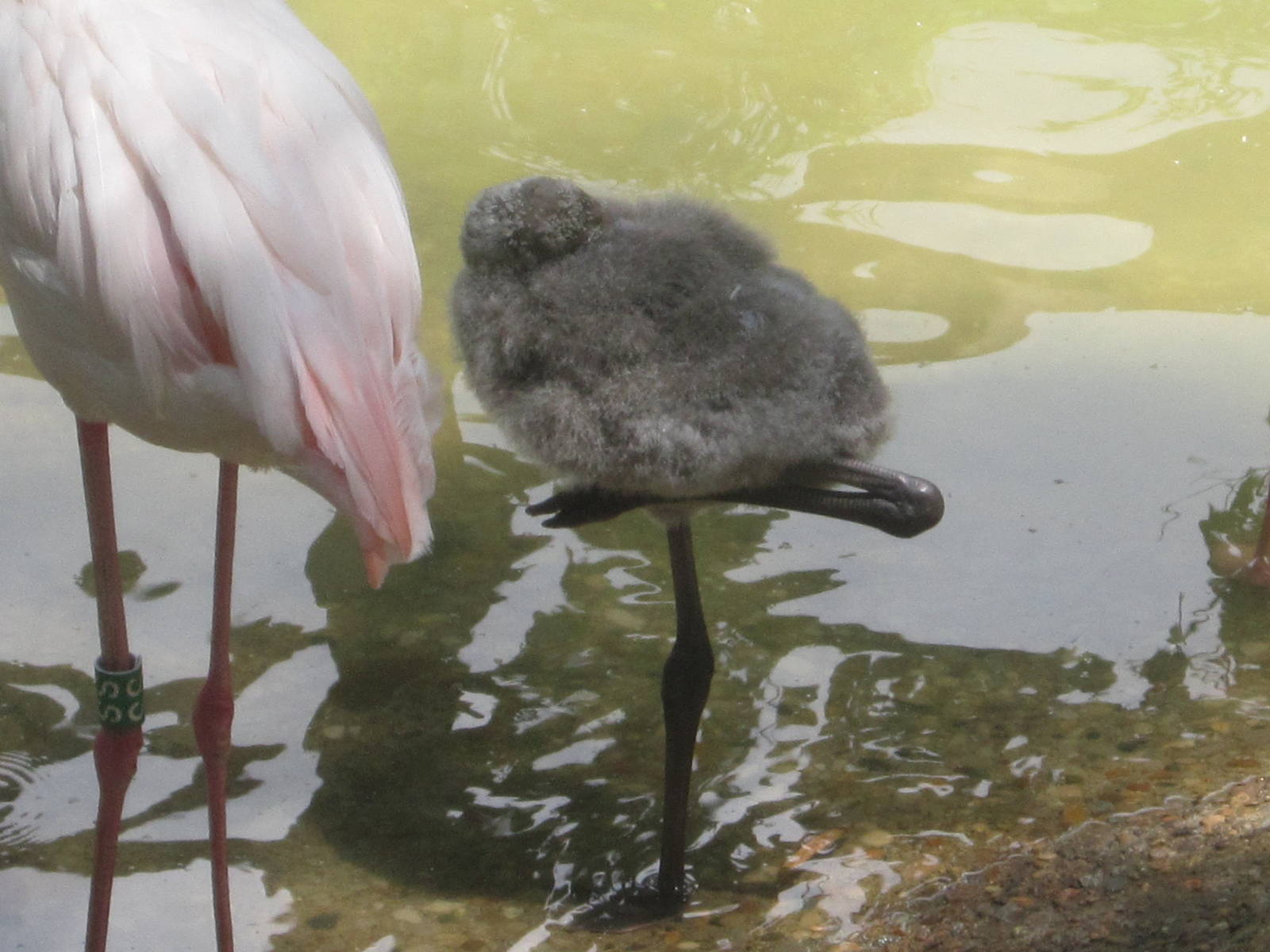 Jul. 2012-Greater Flamingo chick