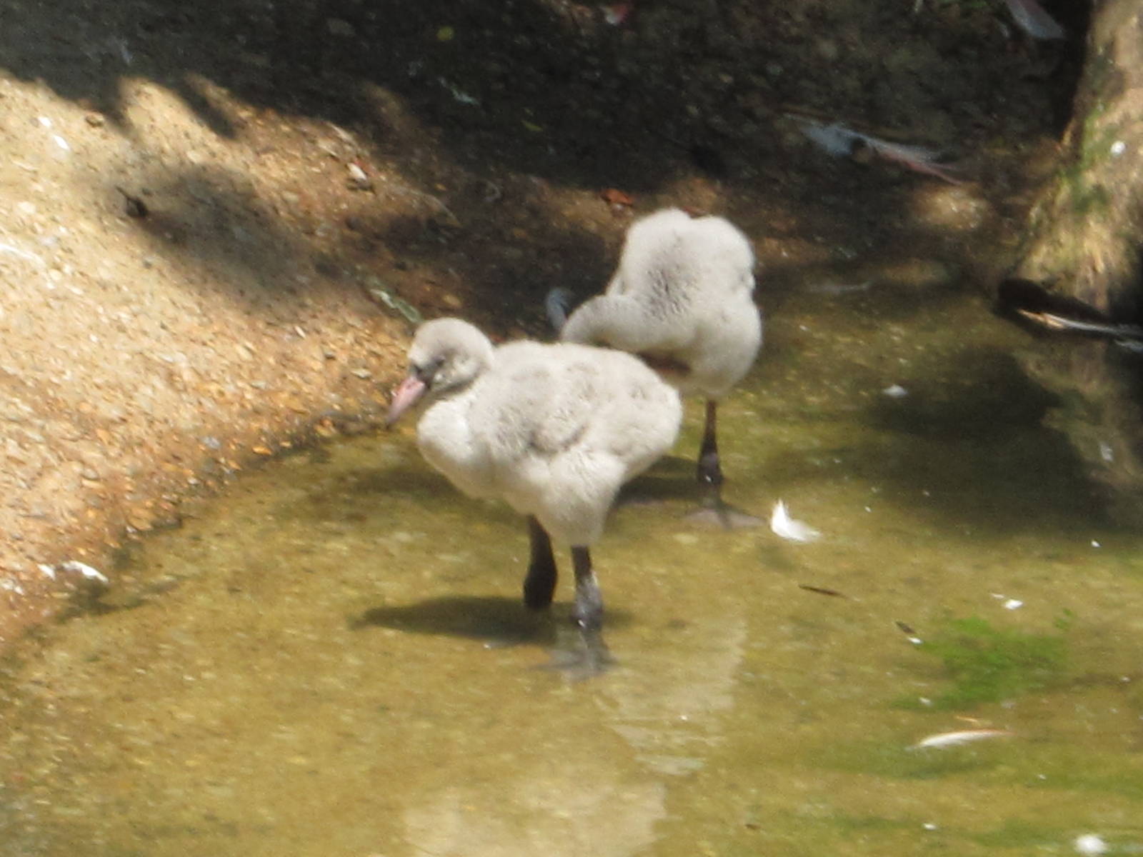 Jul. 2012-Greater Flamingo chicks