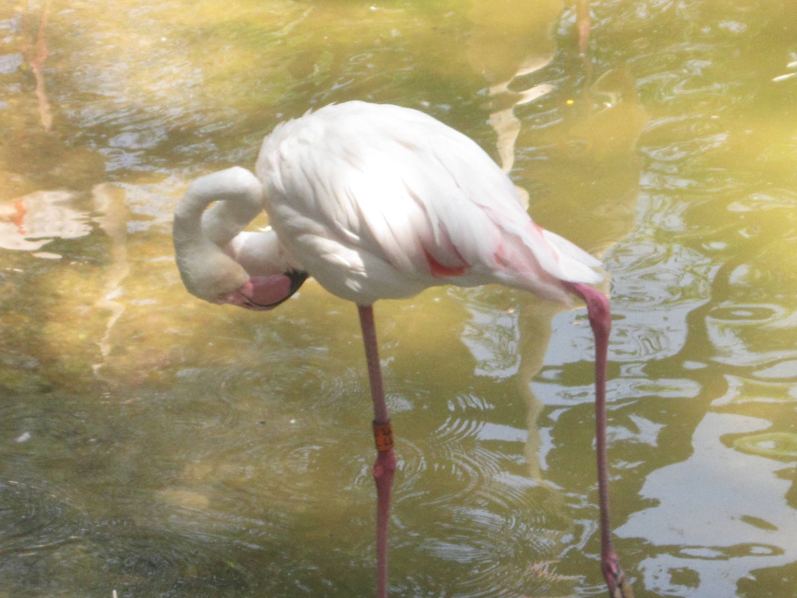 Jul. 2012-Greater Flamingo