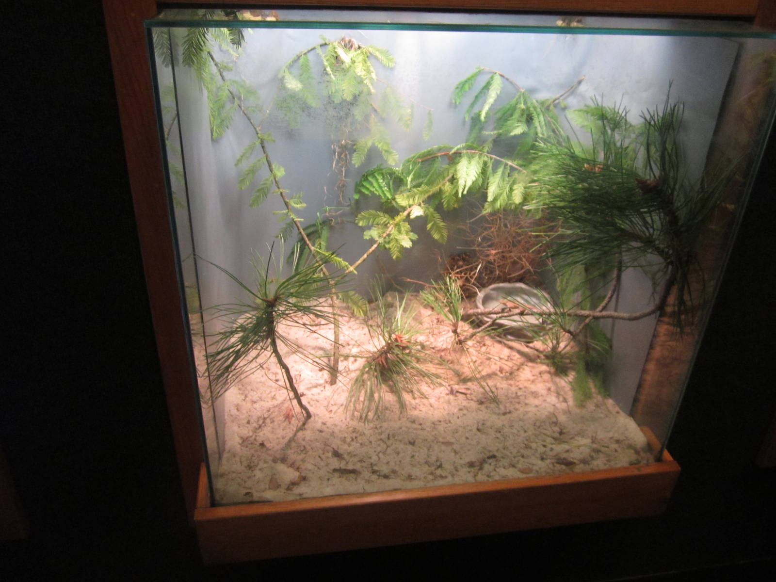 Jul. 2012-Green Anole exhibit