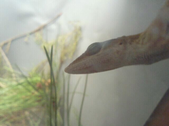 Jul. 2012-Green Anole