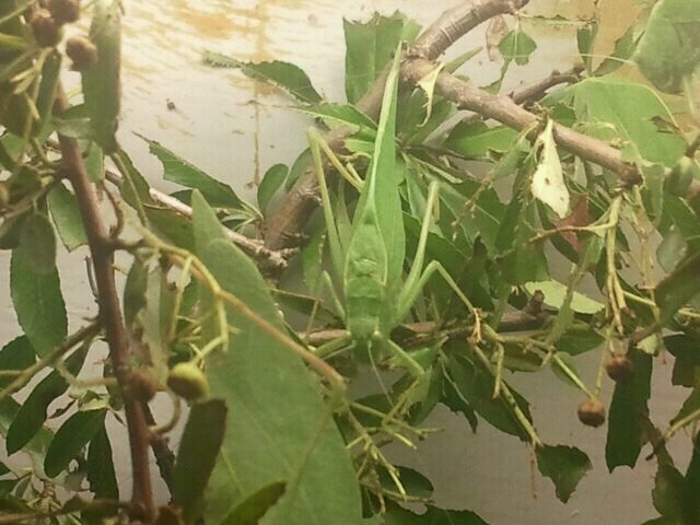 Jul. 2012-Green Leaf Katydid (find it?)