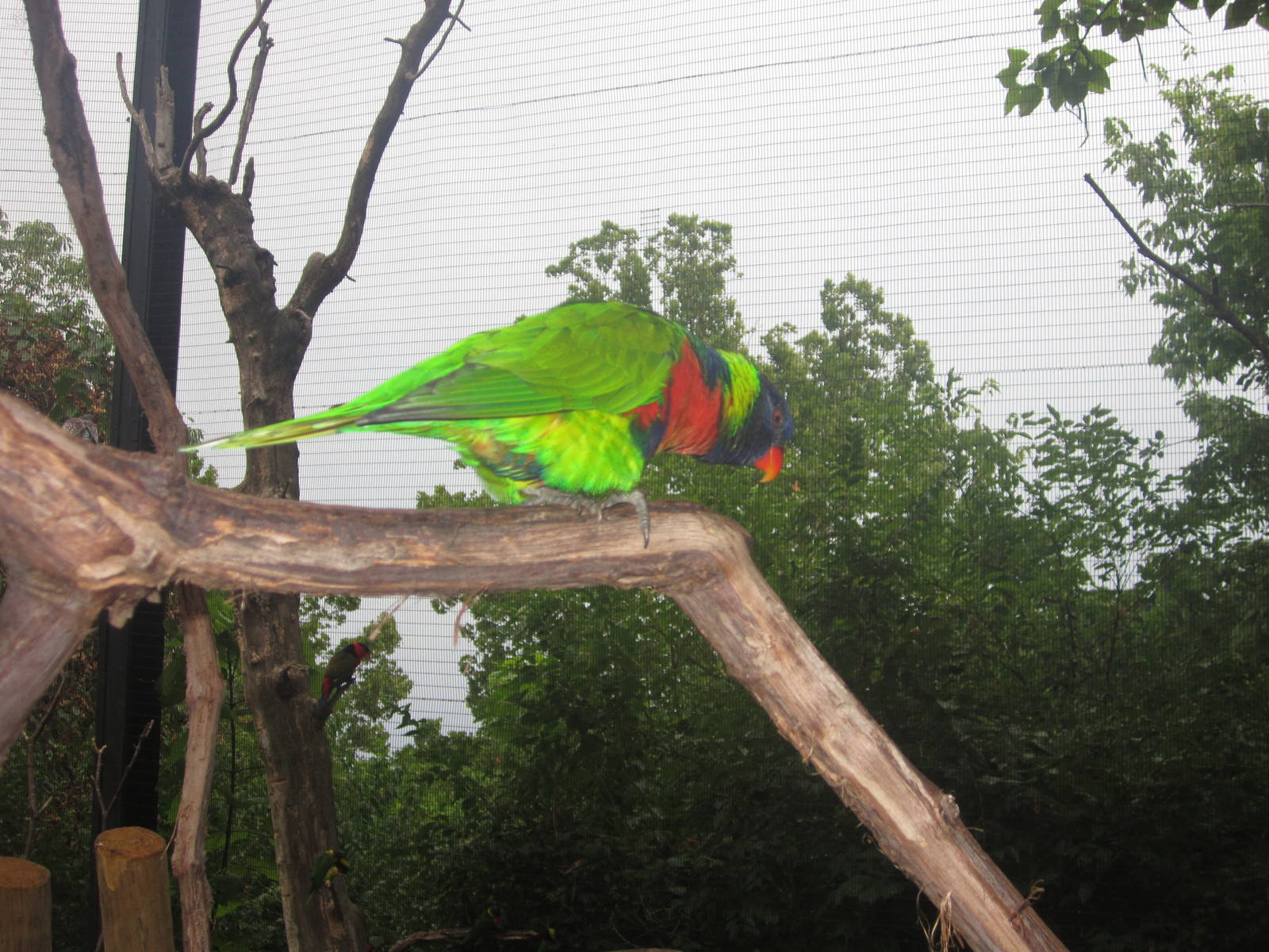 Jul. 2012-Green-naped Lorikeet