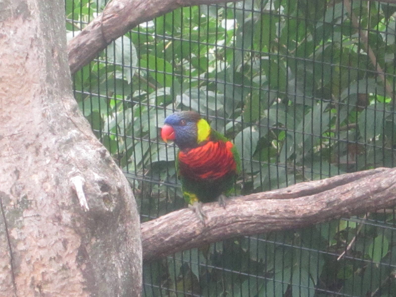 Jul. 2012-Green-naped Lorikeet