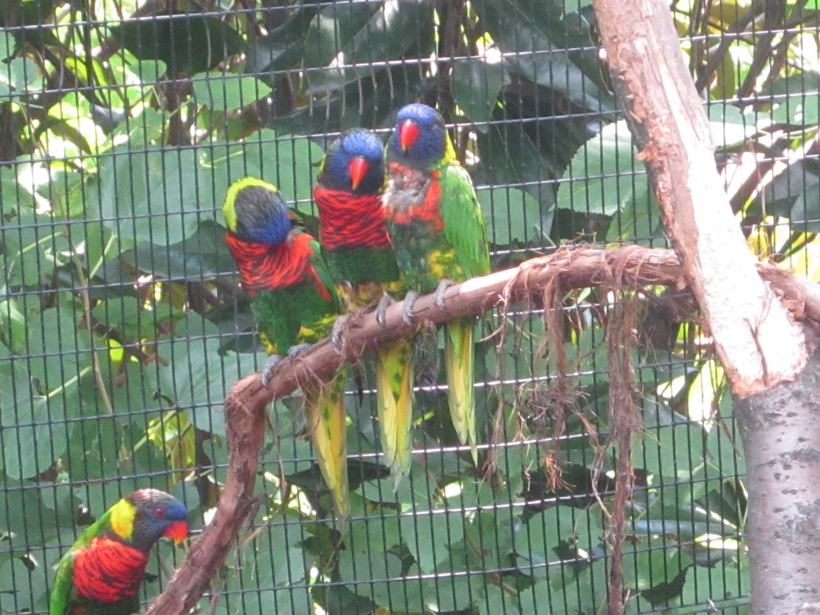 Jul. 2012-Green-naped Lorikeets