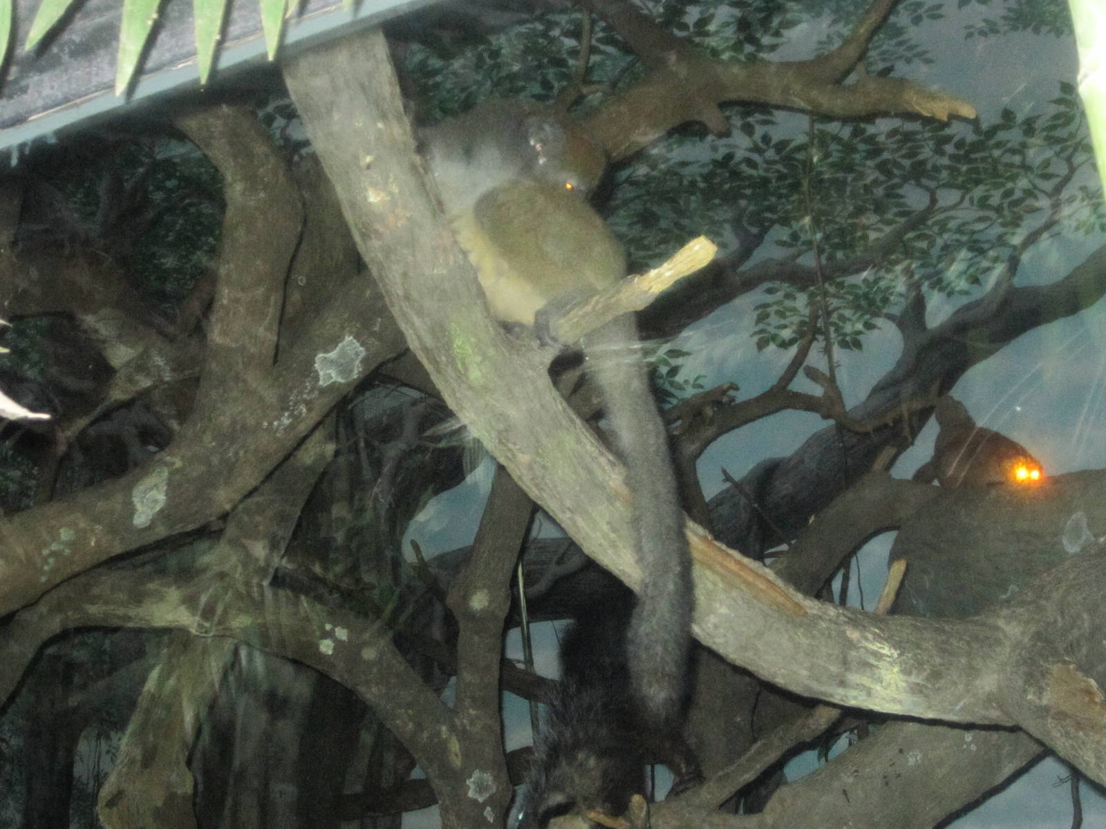 Jul. 2012-Grey Bamboo Lemur, Potto, and Aye-Aye