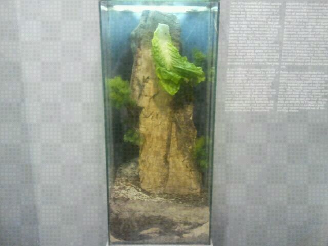 Jul. 2012-Grey Bird Grasshopper exhibit