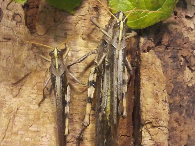 Jul. 2012-Grey Bird Grasshoppers