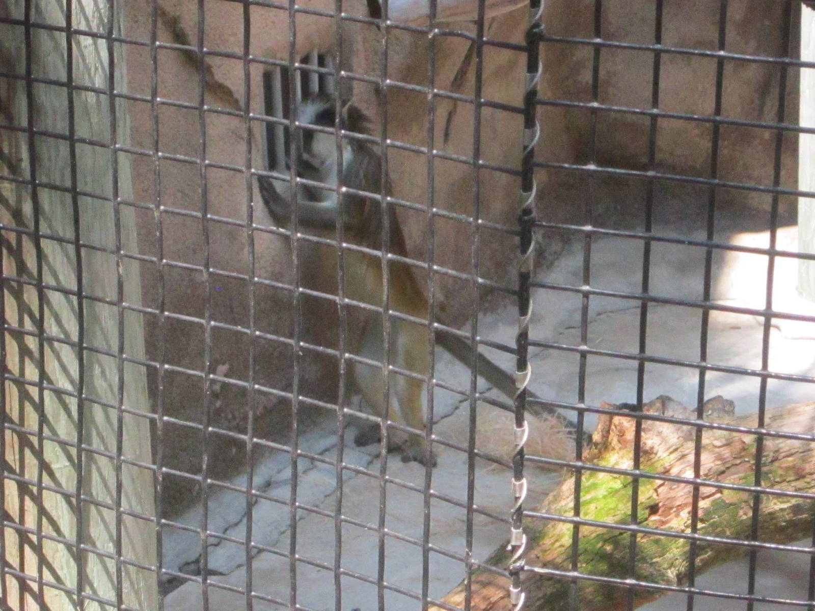 Jul. 2012-Grey's Crowned Guenon