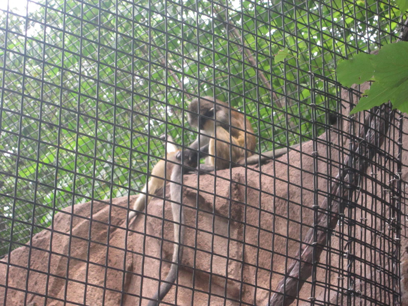 Jul. 2012-Grey's Crowned Guenons