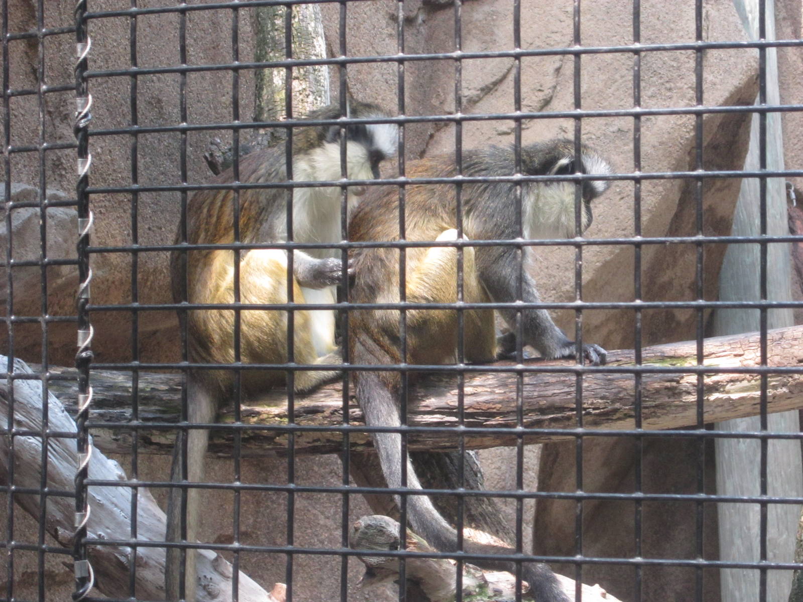 Jul. 2012-Grey's Crowned Guenons